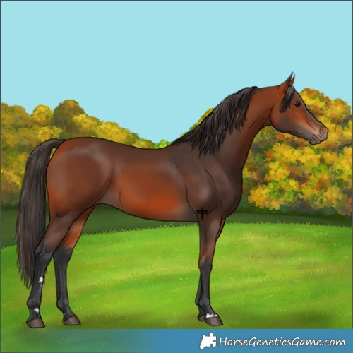 Horse Color:Bay 