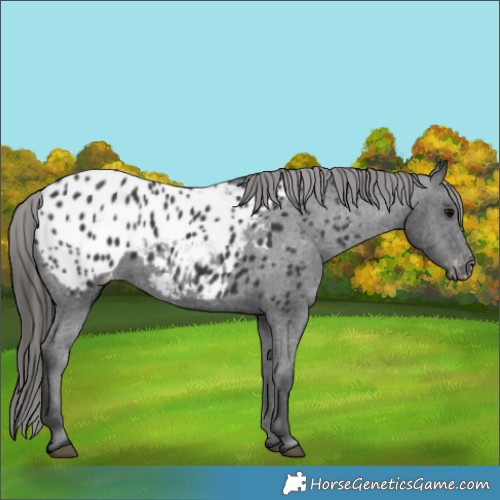Horse Color:Black Appaloosa Rabicano 