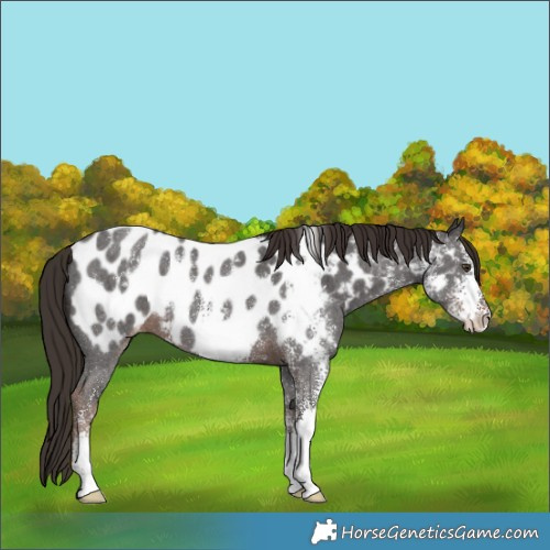Horse Color:Liver Chestnut Sabino Appaloosa 