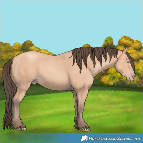 Horse Color:Amber Champagne 