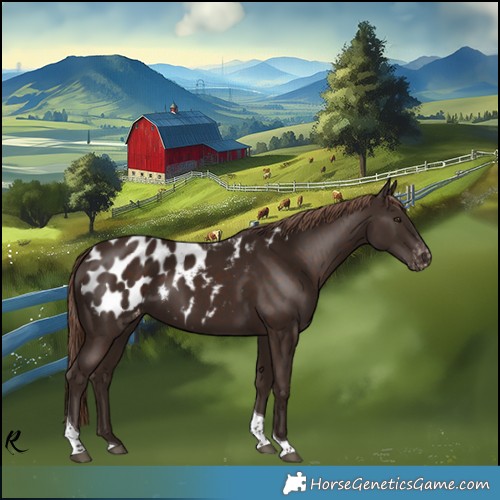 Horse Color:Liver Chestnut Tobiano Appaloosa 