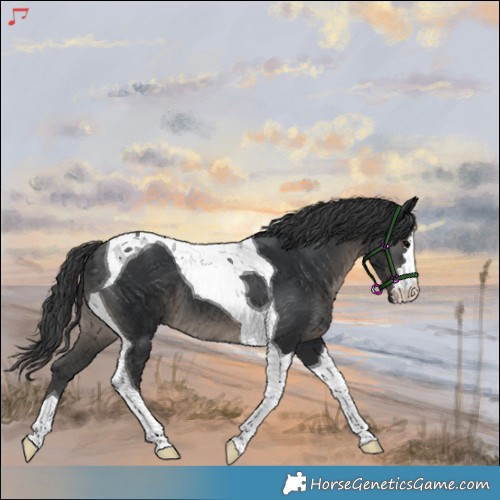 Horse Color:Black Tobiano 