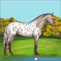 Horse Color:Silver Brown Dun Blanket