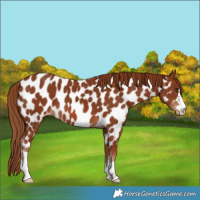 Horse Color:Chestnut Near Leopard 