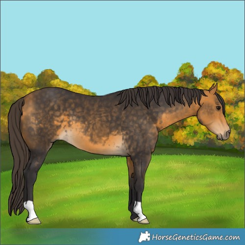 Horse Color:Buckskin 