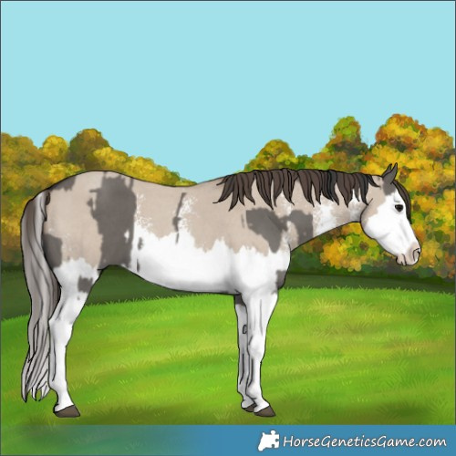 Horse Color:Grullo Sabino Splash  and Classic Champagne Dun Sabino Splash 