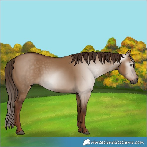 Horse Color:Gray Red Dun 