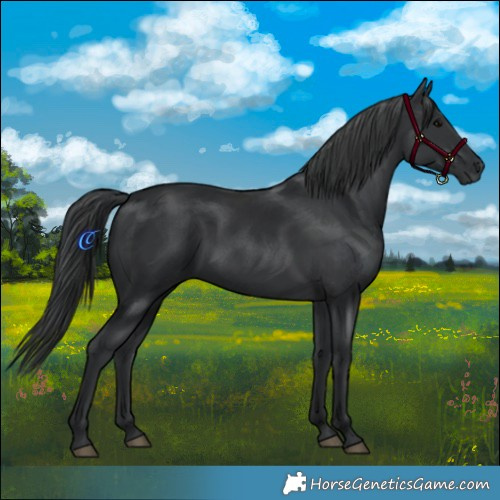 Horse Color:Black 