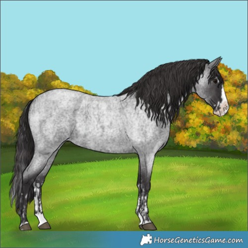Horse Color:Smoky Blue Roan Sabino Splash  and Smoky Blue Roan Sabino Splash 