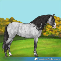 Horse Color:Smoky Blue Roan Sabino Splash  and Smoky Blue Roan Sabino Splash 