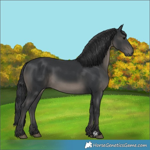 Horse Color:Black 