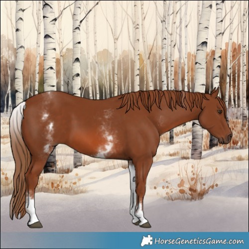 Horse Color:White Spotted Chestnut