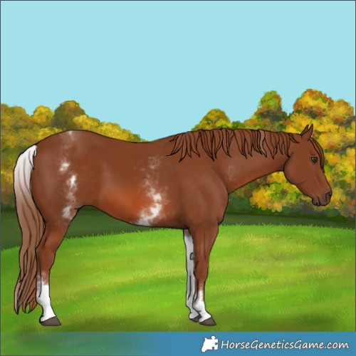 Horse Color:White Spotted Chestnut 