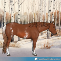 Horse Color:White Spotted Chestnut 