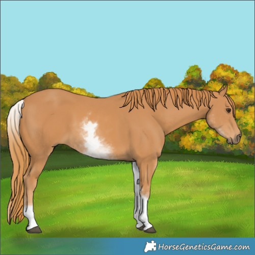 Horse Color:White Spotted Chestnut 