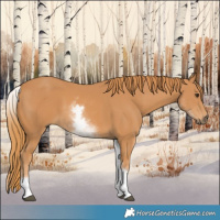 Horse Color:White Spotted Chestnut