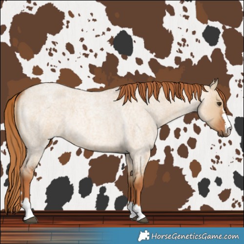 Horse Color:Red Dun Roan 