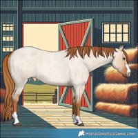 Horse Color:Red Dun Roan 
