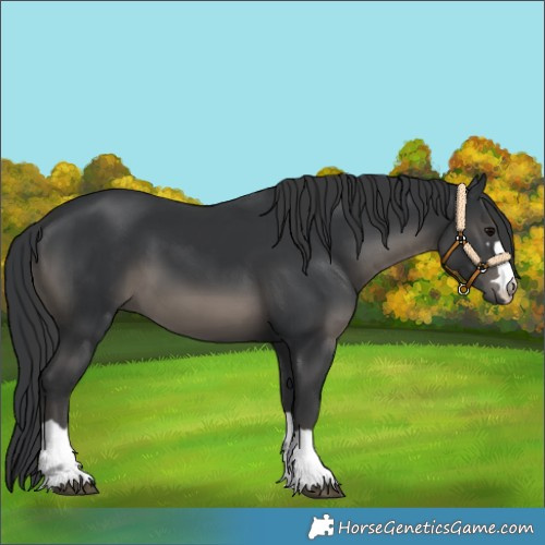 Horse Color:Black 