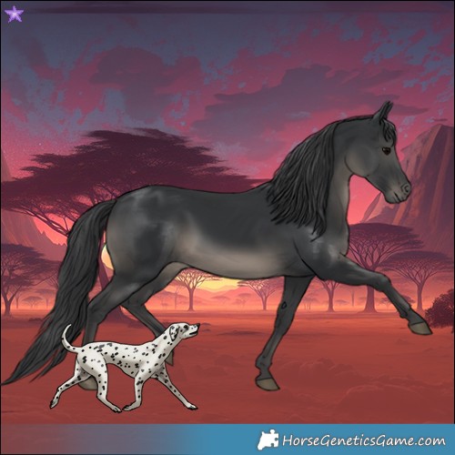 Horse Color:Black 