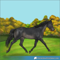 Horse Color:Black 
