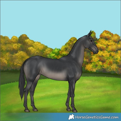 Horse Color:Black 