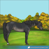 Horse Color:Black 