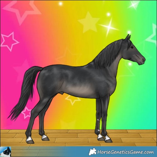Horse Color:Black 