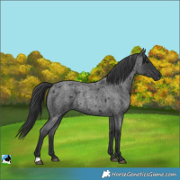 Horse Color:Blue Roan