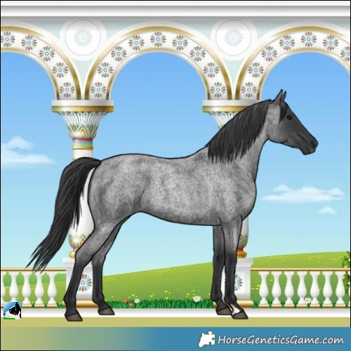 Horse Color:Blue Roan 