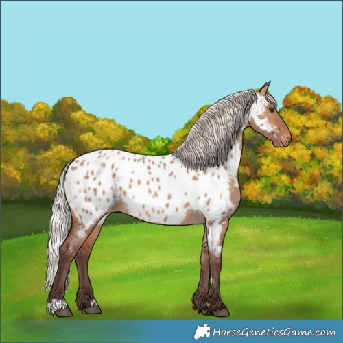 Horse Color:Silver Brown Dun Appaloosa 