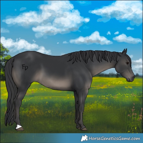 Horse Color:Black 
