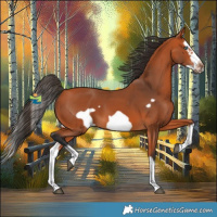 Horse Color:Bay Splash Frame 