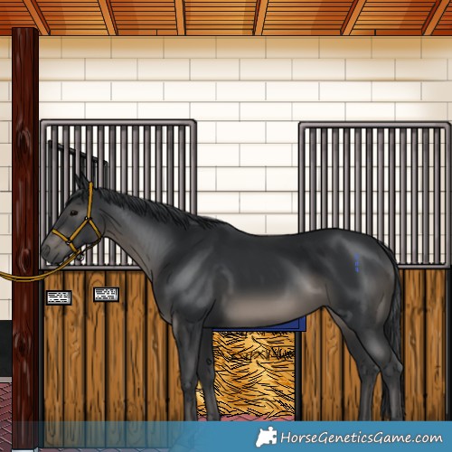 Horse Color:Black 