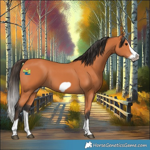 Horse Color:Bay Splash Frame 