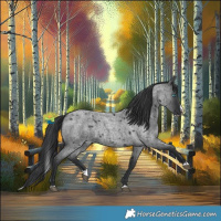 Horse Color:Blue Roan Splash 
