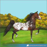 Horse Color:Bay Blanket  and Bay Frame Blanket 