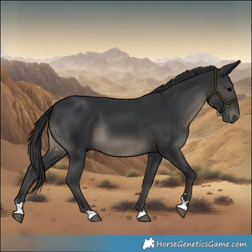 Horse Color:Black 