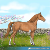 Horse Color:Chestnut Tobiano 