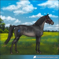 Horse Color:Black 