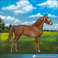 Horse Color:Gray Chestnut