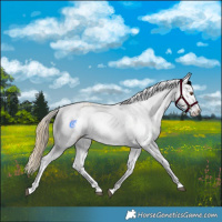 Horse Color:Buckskin Dun Appaloosa 