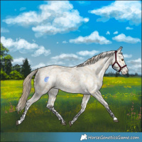 Horse Color:Buckskin Dun Snowflake Varnish 