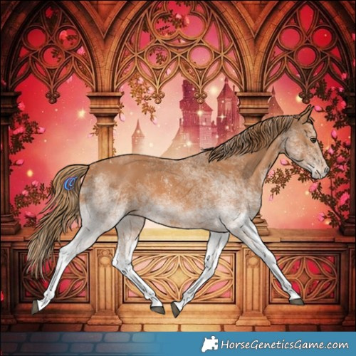 Horse Color:White Spotted Chestnut 