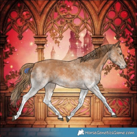 Horse Color:White Spotted Chestnut 