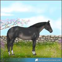 Horse Color:Black 