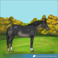 Horse Color:Black 