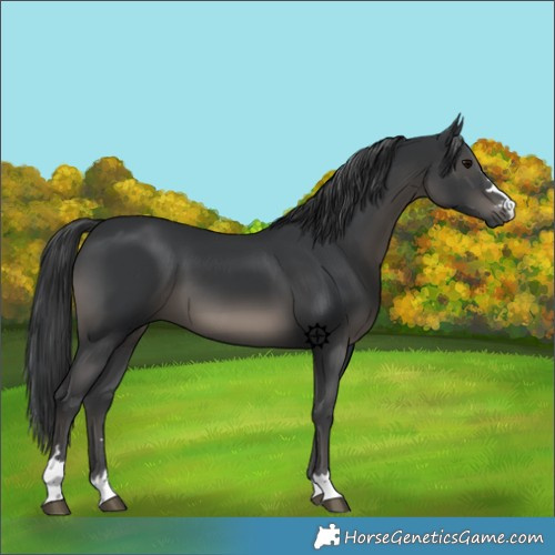 Horse Color:Black 