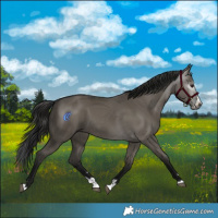 Horse Color:Gray Smoky Grullo Splash