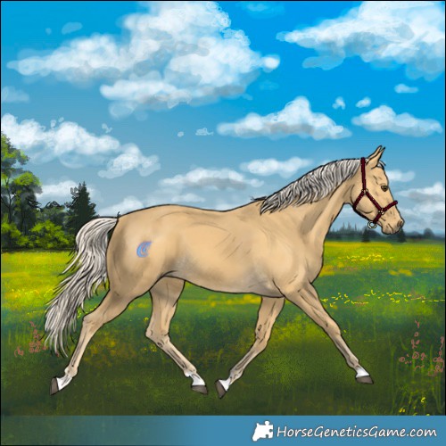 Horse Color:Palomino 
